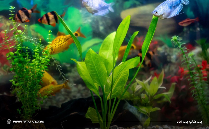انواع مختلف بستر آکواریوم