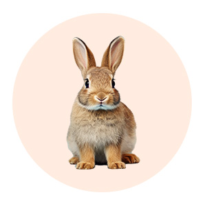 list item image