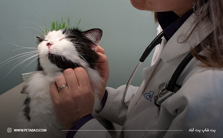 بردن گربه نزد دامپزشک