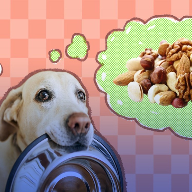 خطرات آجیل برای سگها