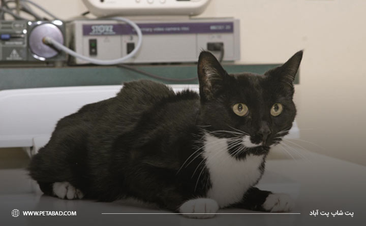 بیماری کلیوی در گربه