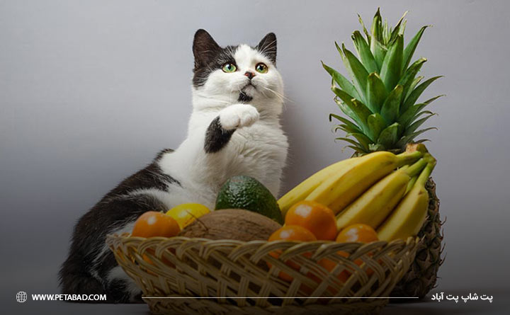 ایا میوه و سبزیجات برای گربه ضرر دارد