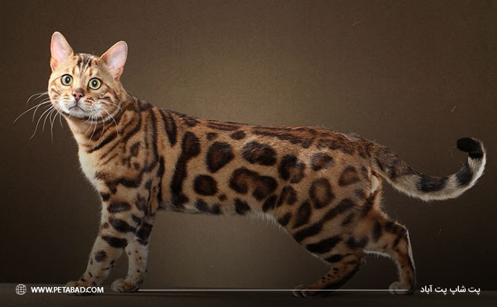 پوشش بدن گربه بنگال