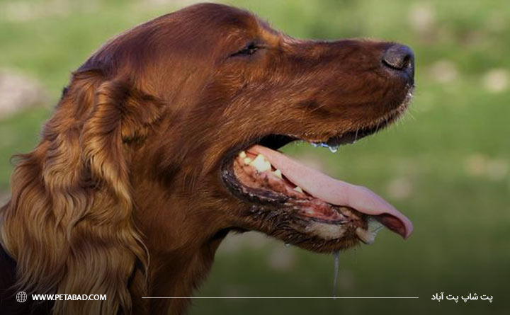 زخم‌های دهانی به دلیل سرطان در سگ