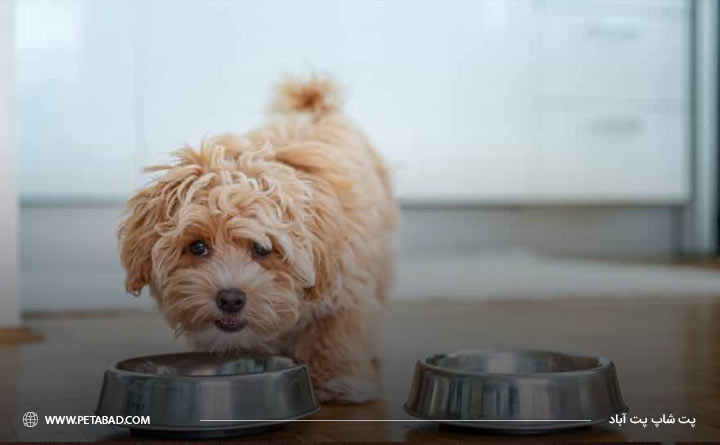 تغذیه مناسب سگ در فصل سرما