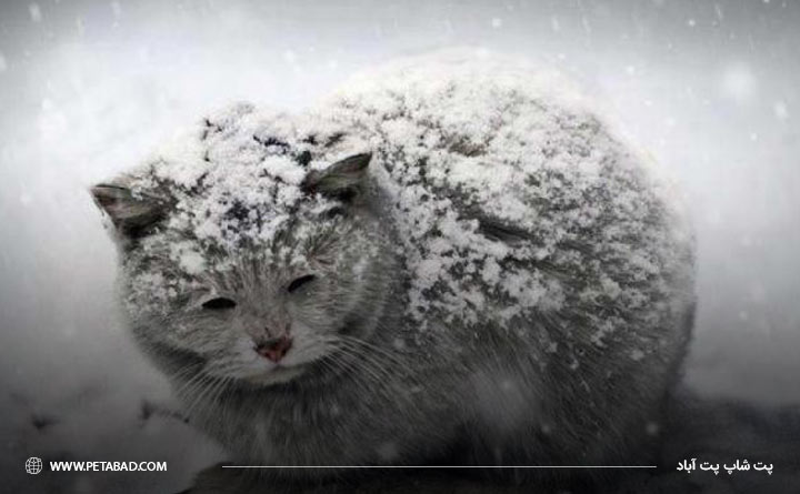 سرما زده شدن گربه