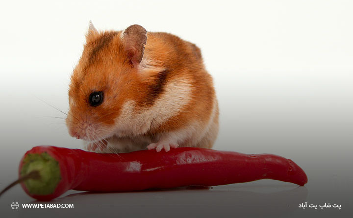 غذاهای مضر همستر