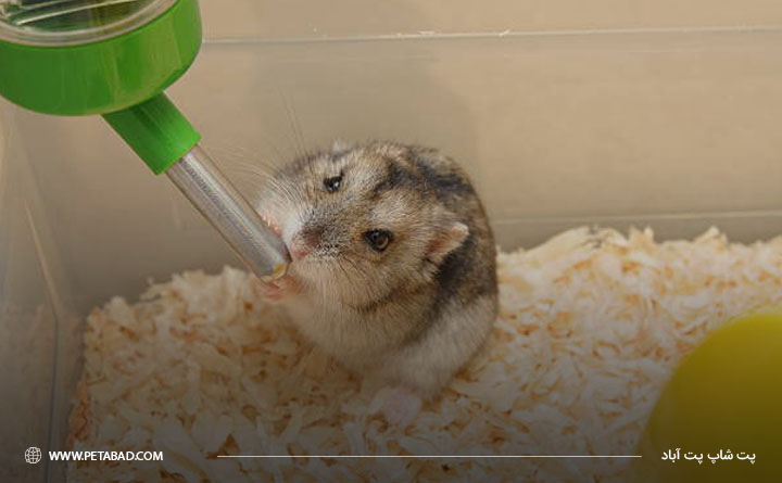 تعیین میزان مصرف آب برای همستر