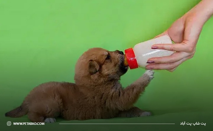 نحوه مصرف شیر خشک سگ