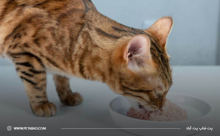 رژیم غذایی خام گربه