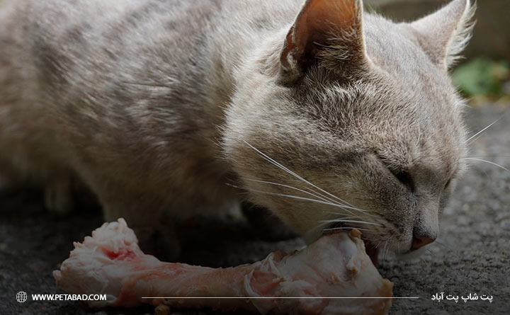 دادن استخوان به گربه