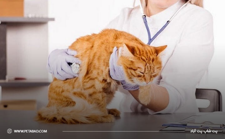 راه‌های تشخیص بیماری پنومونی در گربه