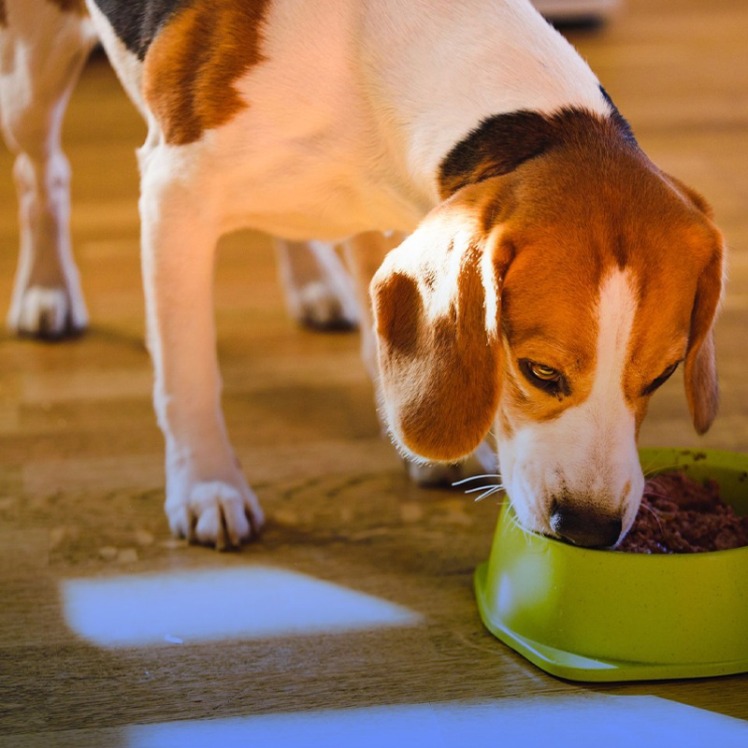 بهترین برند غذای خارجی برای سگ