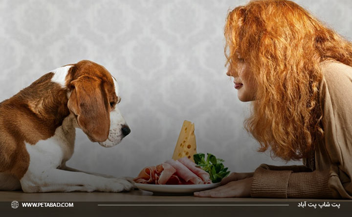 ارزیابی مصرف پروتئین در سگ