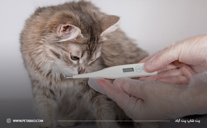 تب گربه از عوارض واکسن گربه