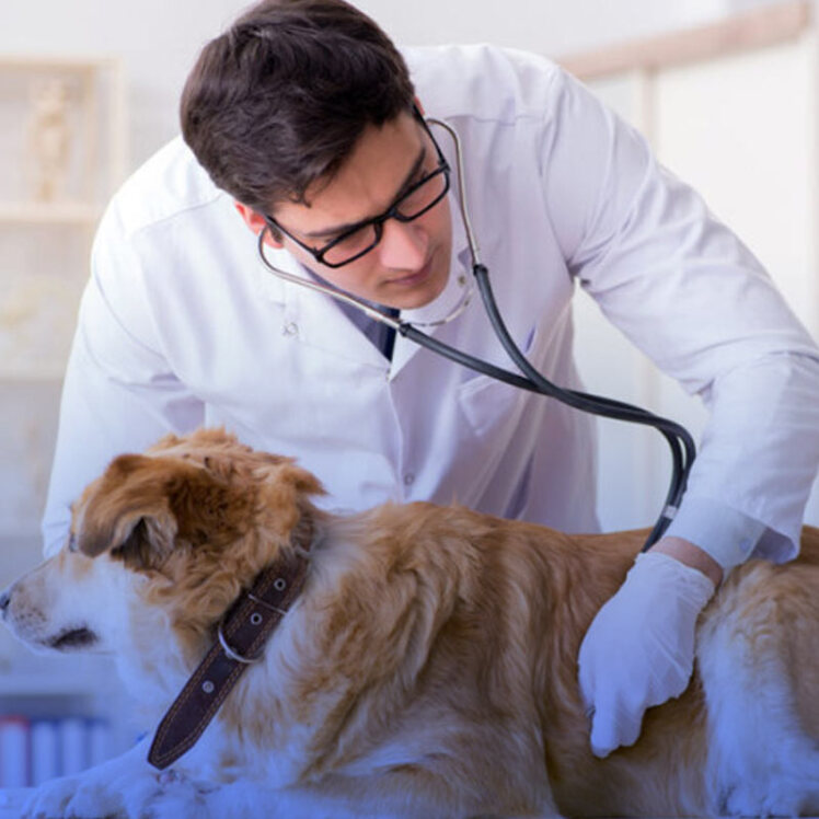 چرا پیش از انجام اعمال جراحی لازم است آزمایش خون از حیوان خانگی خود بگیریم؟