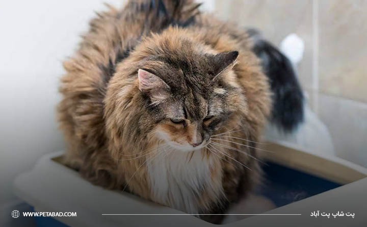 اسهال گربه 
