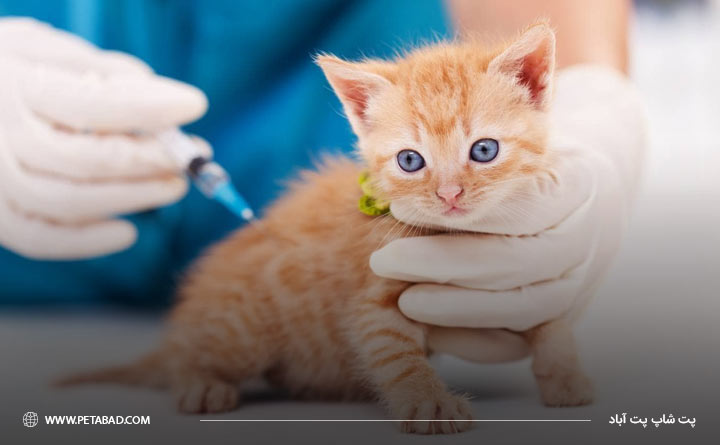 واکسن زدن بچه گربه