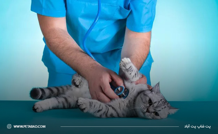 نحوه نگهداری از گربه دی ‌اس اچ: توجه به بیماری گربه