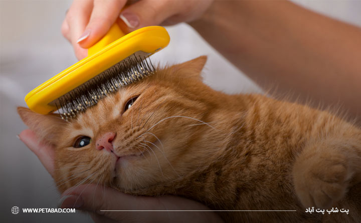 برس زدن موی گربه 