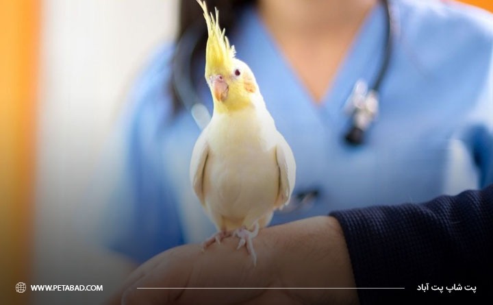 بهترین درمان خارش عروس هلندی