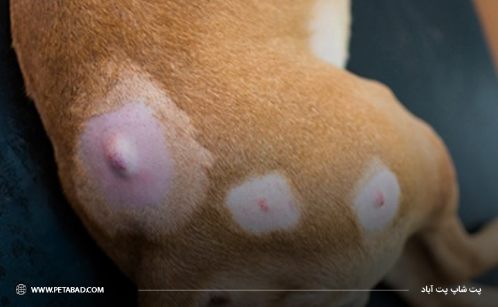 وجود توده‌های مشکوک در بدن به دلیل سرطان در سگ