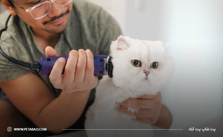 کوتاه کردن مرتب موهای گربه برای درمان مشکلات چشم گربه 