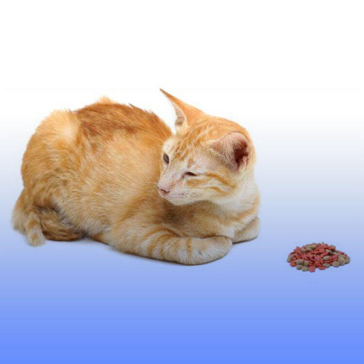 علت بی‌اشتهایی گربه چیست؟ چگونه می‌توان آن را درمان کرد؟