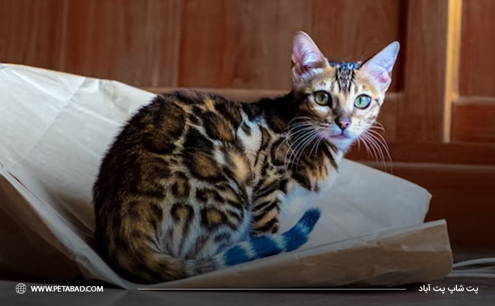 لوازم مورد نیاز گربه