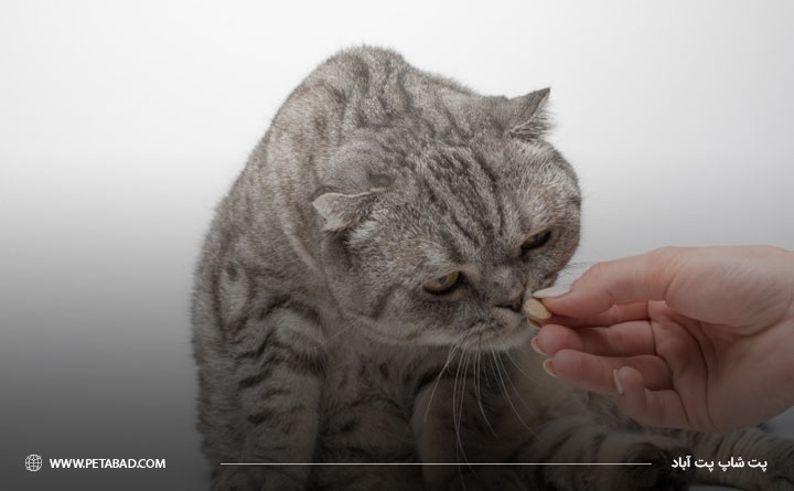 مصرف آنتی‌بیوتیک‌ها برای درمان تب گربه