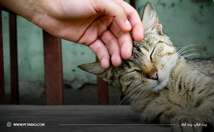 کاهش استرس گربه برای پیشگیری از ابتلا به بیماری قلبی 