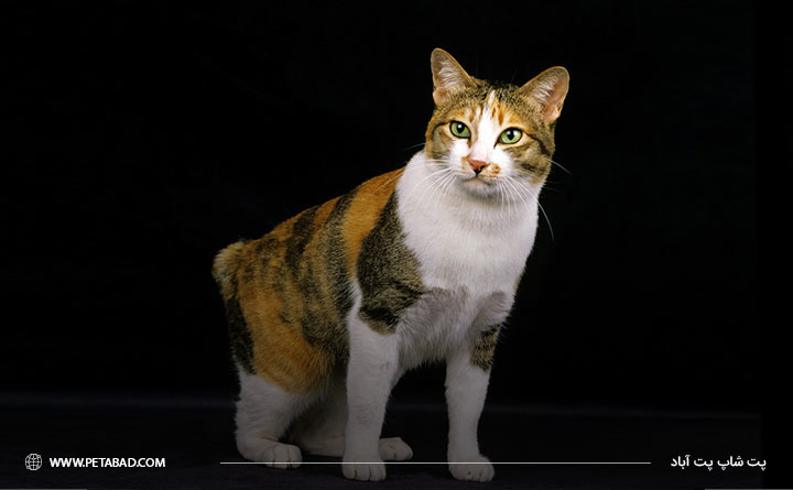 گربه نژاد بابتیل ژاپنی 
