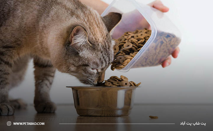 غذای خشک برای گربه مناسب است