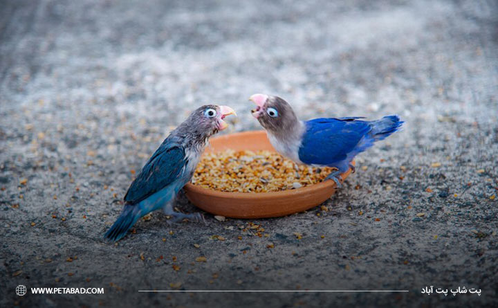 غذای مناسب برای پرندگان
