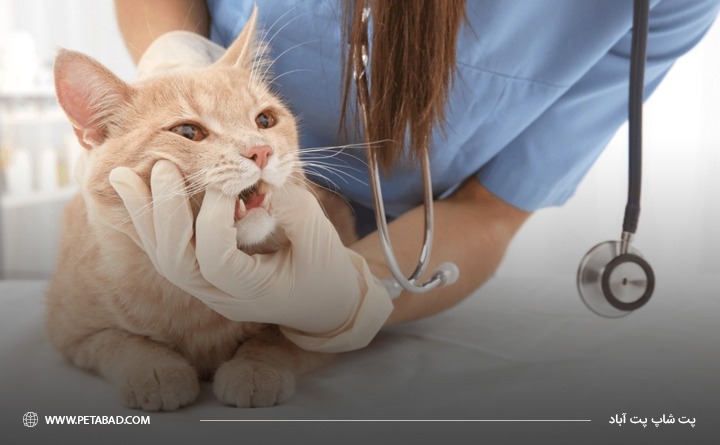 نحوه تشخیص بیماری‌ دندانی در گربه ها