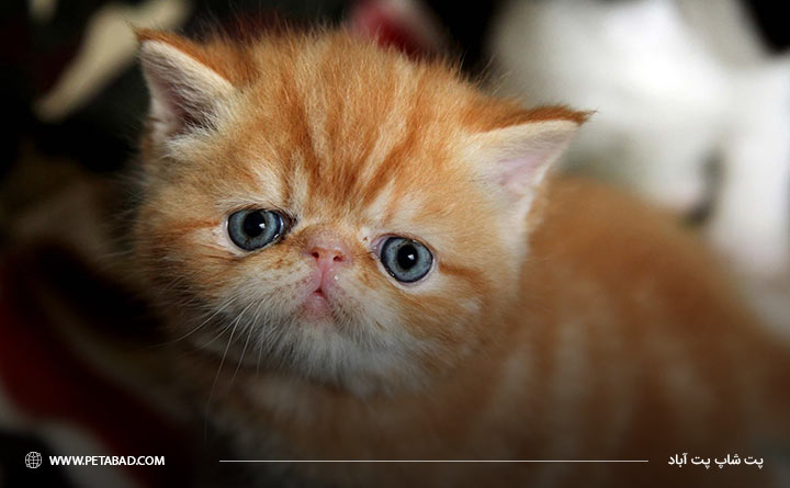 تشخیص آکنه یا Dirty face syndrome در گربه ها