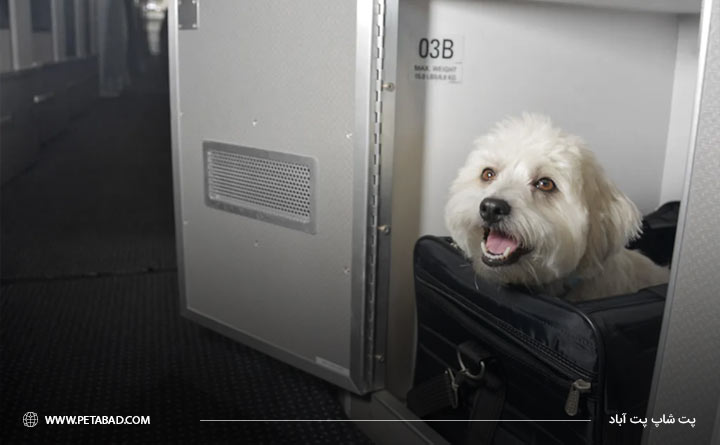 سفر با سگ در هواپیما