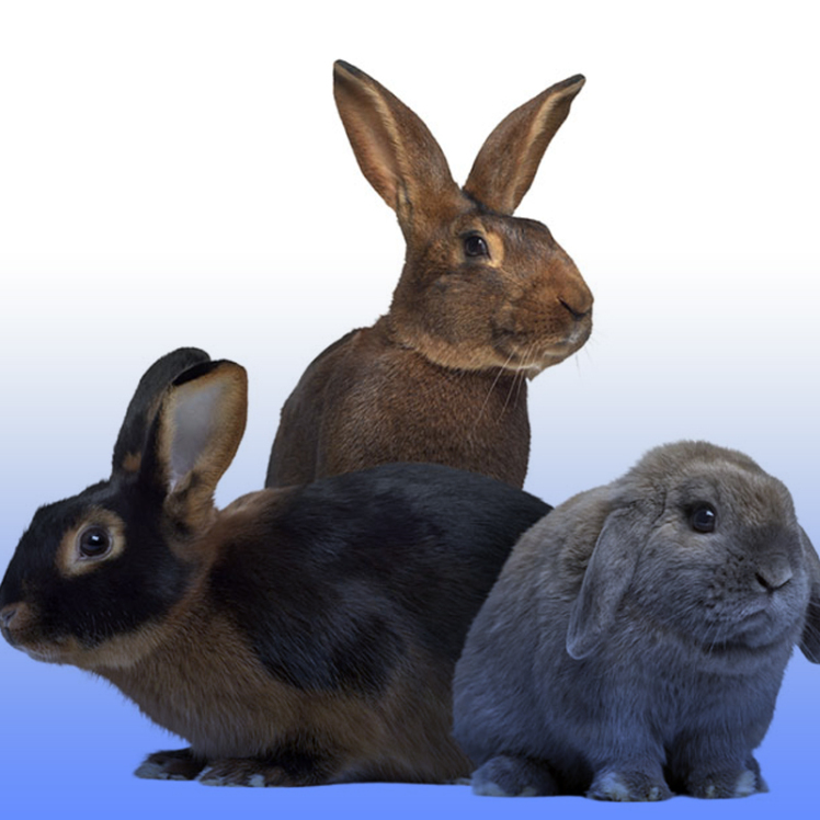 انواع نژاد خرگوش اهلی