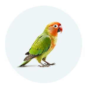 list item image