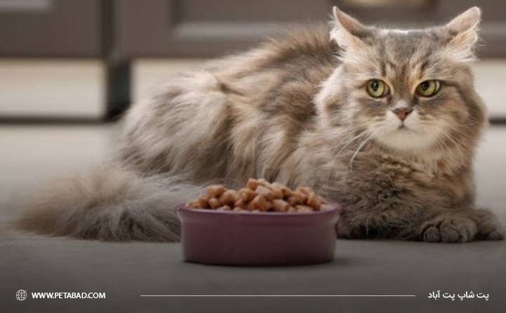 دلایل استفاده از غذای گربه