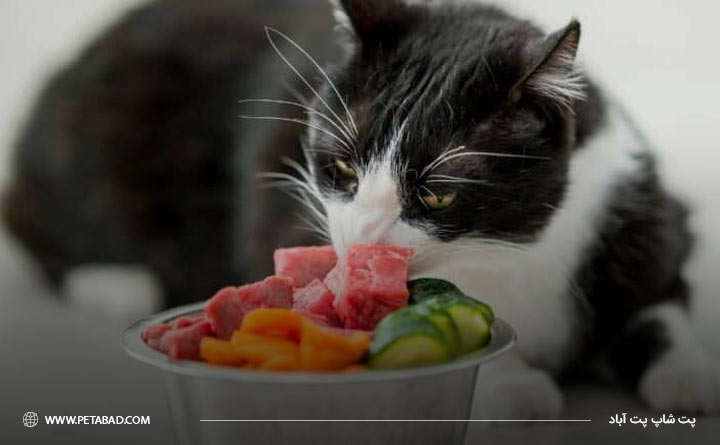 کدام مواد غذایی برای گربه‌ها مناسب هستند