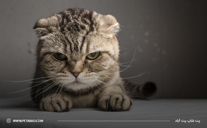 تاثیر تغییر در اعضای خانواده در استرس حیوان خانگی