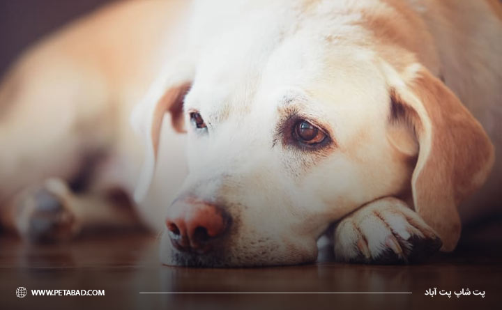 بی اشتهایی سگ به دلیل مشکلات کلیوی