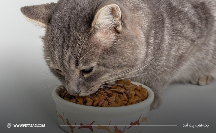 نحوه نگهداری از گربه دی ‌اس اچ: خرید غذای مناسب