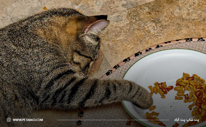 ضررهای غذای خانگی برای گربه‌ها