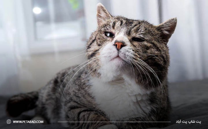 گربه در چه سنی بیشتر مستعد ابتلا به یبوست است؟