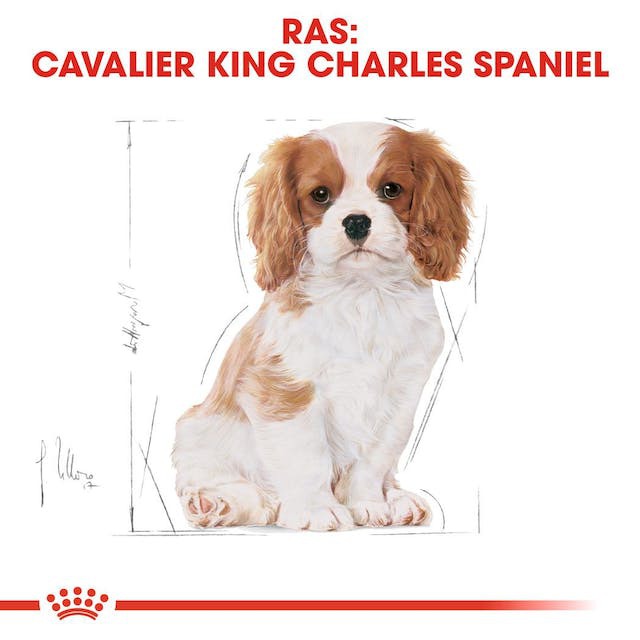  تصویر نژاد مرتبط با غذای خشک توله سگ نژاد کاوالیر رویال کنین Royal Canine Cavalier King Charles Puppy وزن 1.5 کیلوگرم 