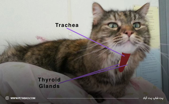 نقش غده تیروئید در بدن گربه
