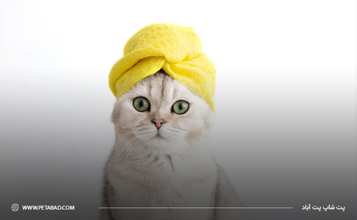 راه حل های موثر برای حمام کردن گربه