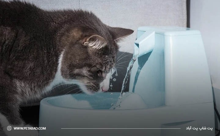 قرار دادن ظرف آب در نقاط مختلف خانه یکی از نکات مهم در دوره درمان اسهال گربه